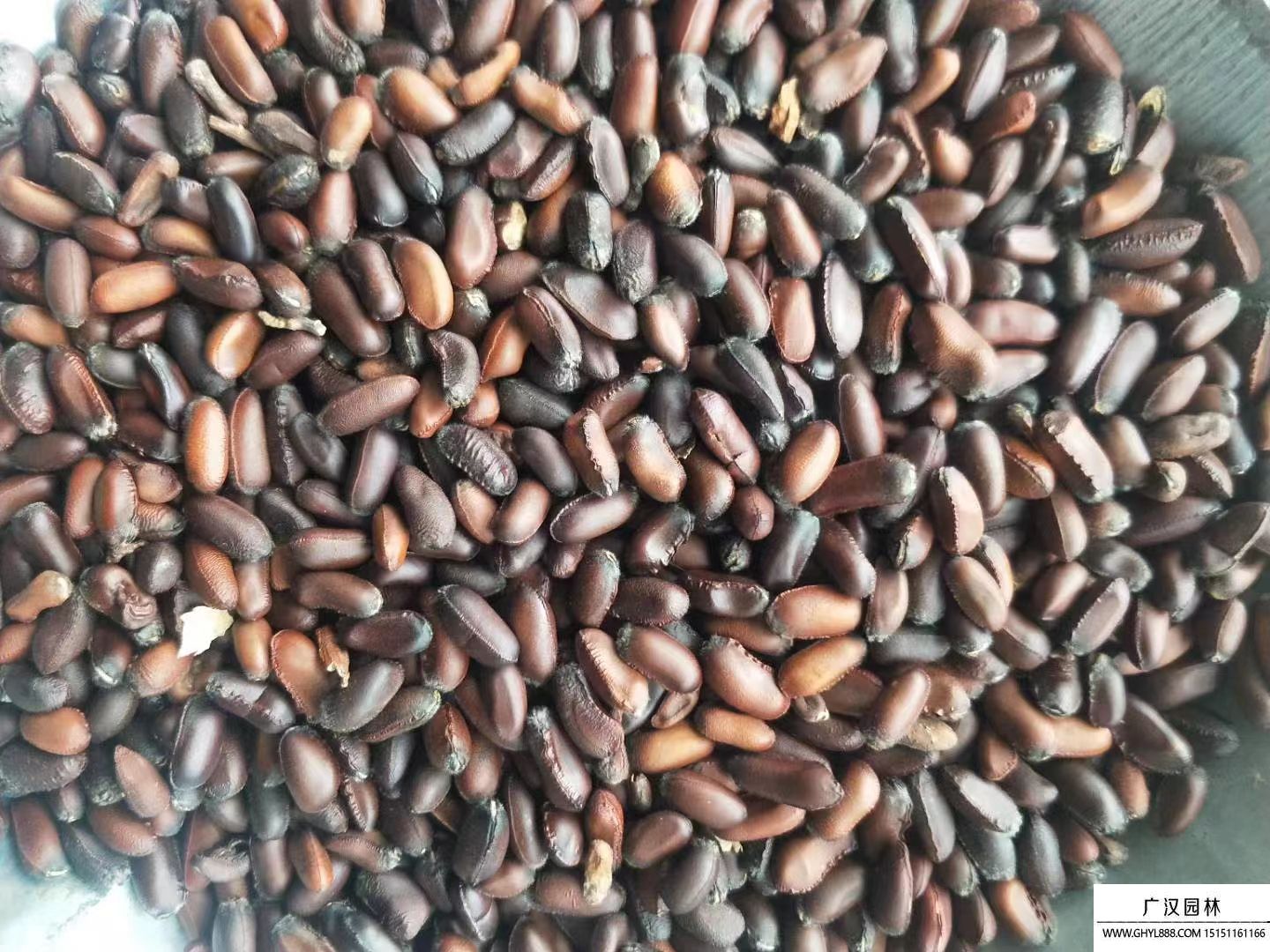 臘梅種子 臘梅種子