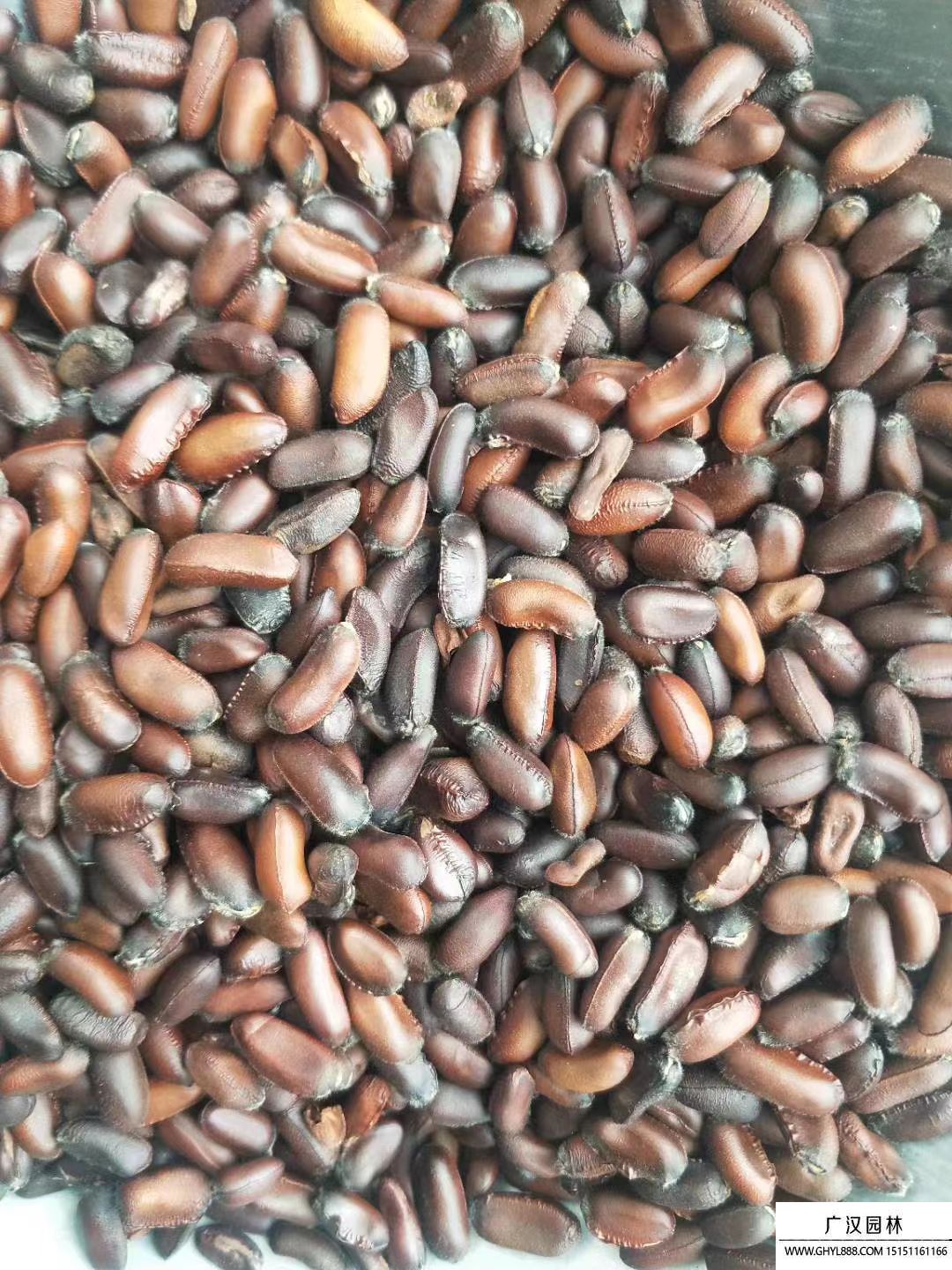 臘梅種子 臘梅種子