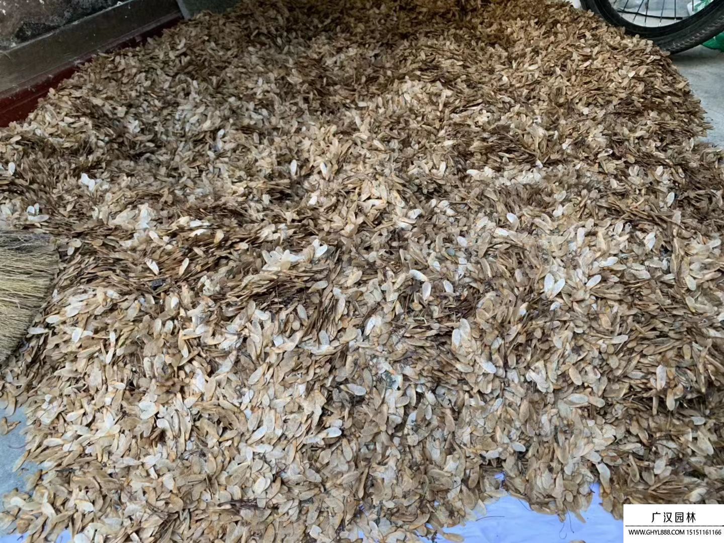 美國(guó)紅楓種子 美國(guó)紅楓種子