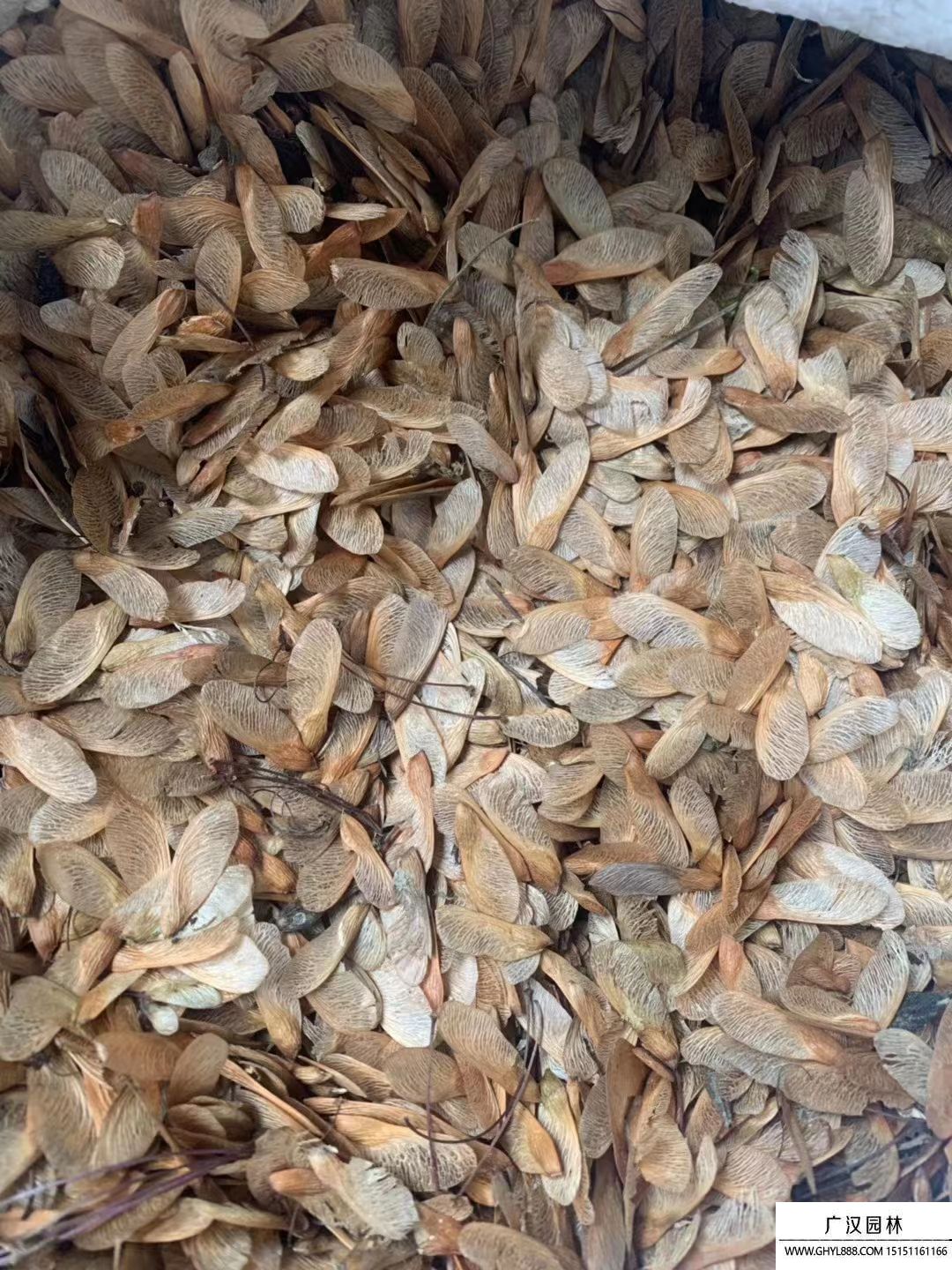 美國(guó)紅楓種子 美國(guó)紅楓種子