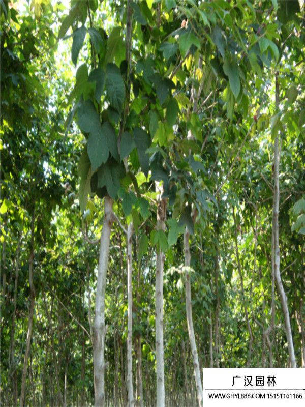 雜交馬褂木 雜交馬褂木