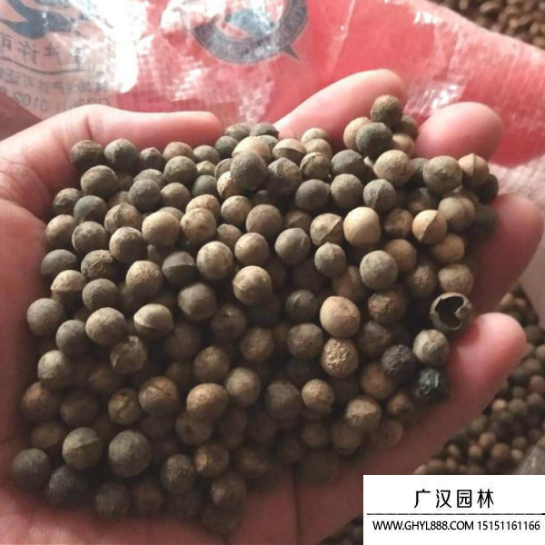 香樟種子