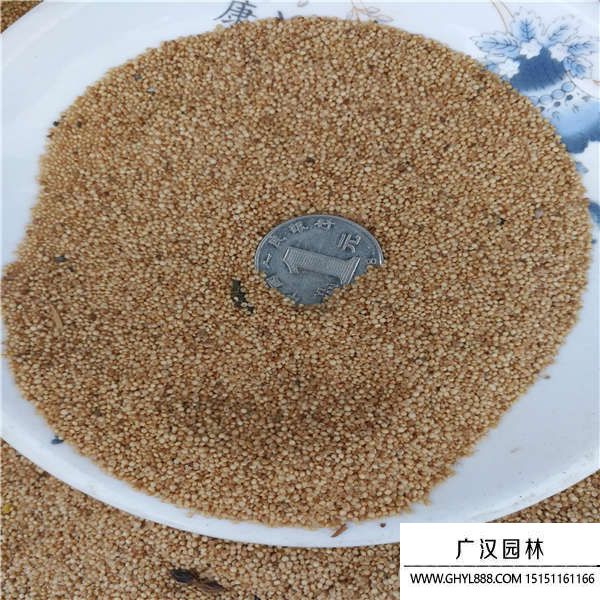 籽粒莧種子 籽粒莧種子