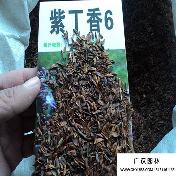 紫丁香種子