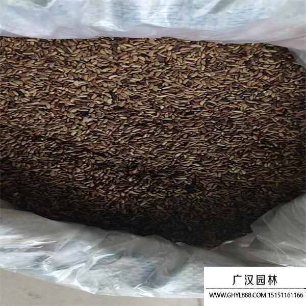 紫穗槐種子 紫穗槐種子