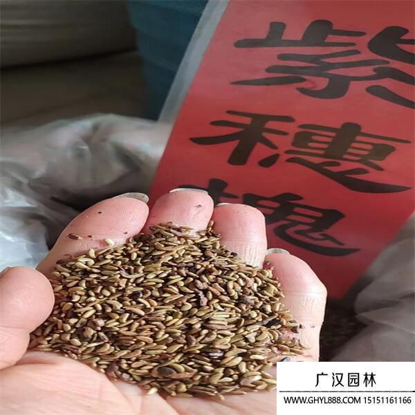 紫穗槐種子 紫穗槐種子