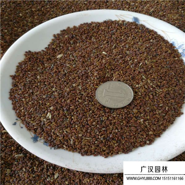 紫云英種子 紫云英種子