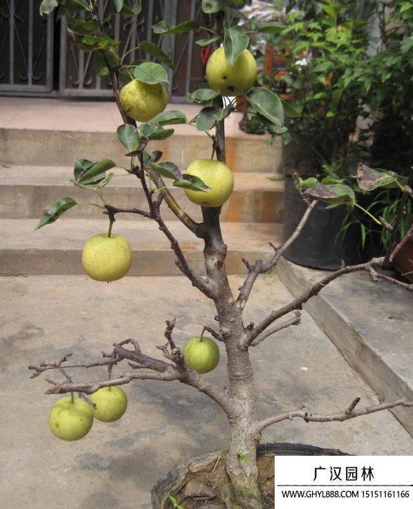 梨樹盆景 梨樹盆景