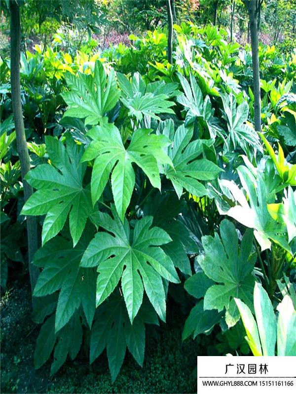 八角金盤 八角金盤