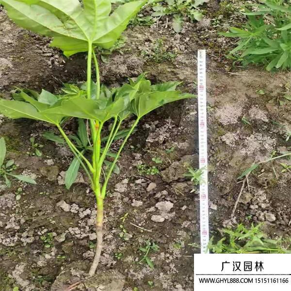 八角金盤(pán) 八角金盤(pán)