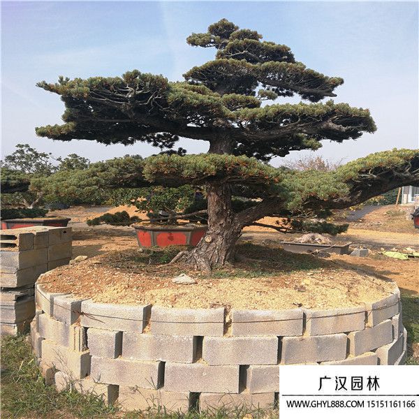 宮島大阪松 宮島大阪松