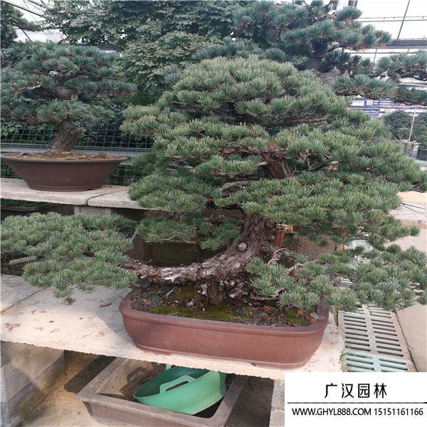 宮島大阪松 宮島大阪松