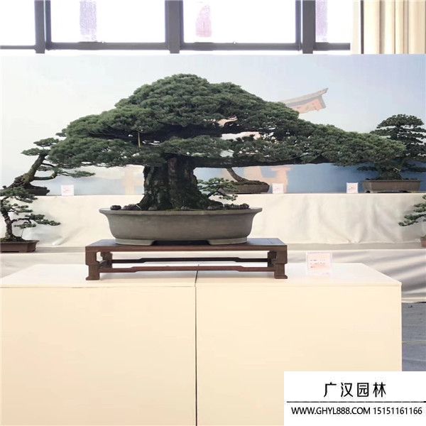 宮島大阪松 宮島大阪松