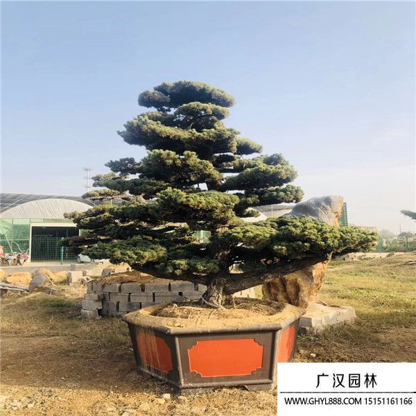 宮島大阪松 宮島大阪松