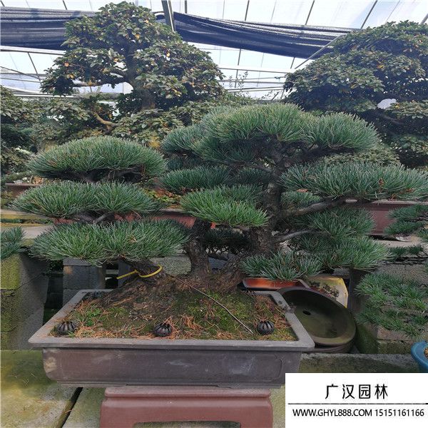 宮島大阪松 宮島大阪松