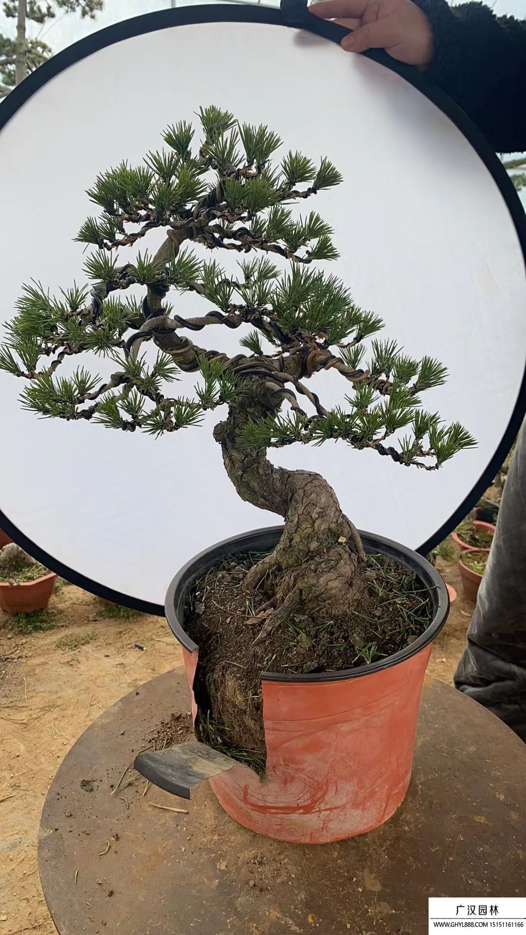 黑松童子功盆景 黑松童子功盆景