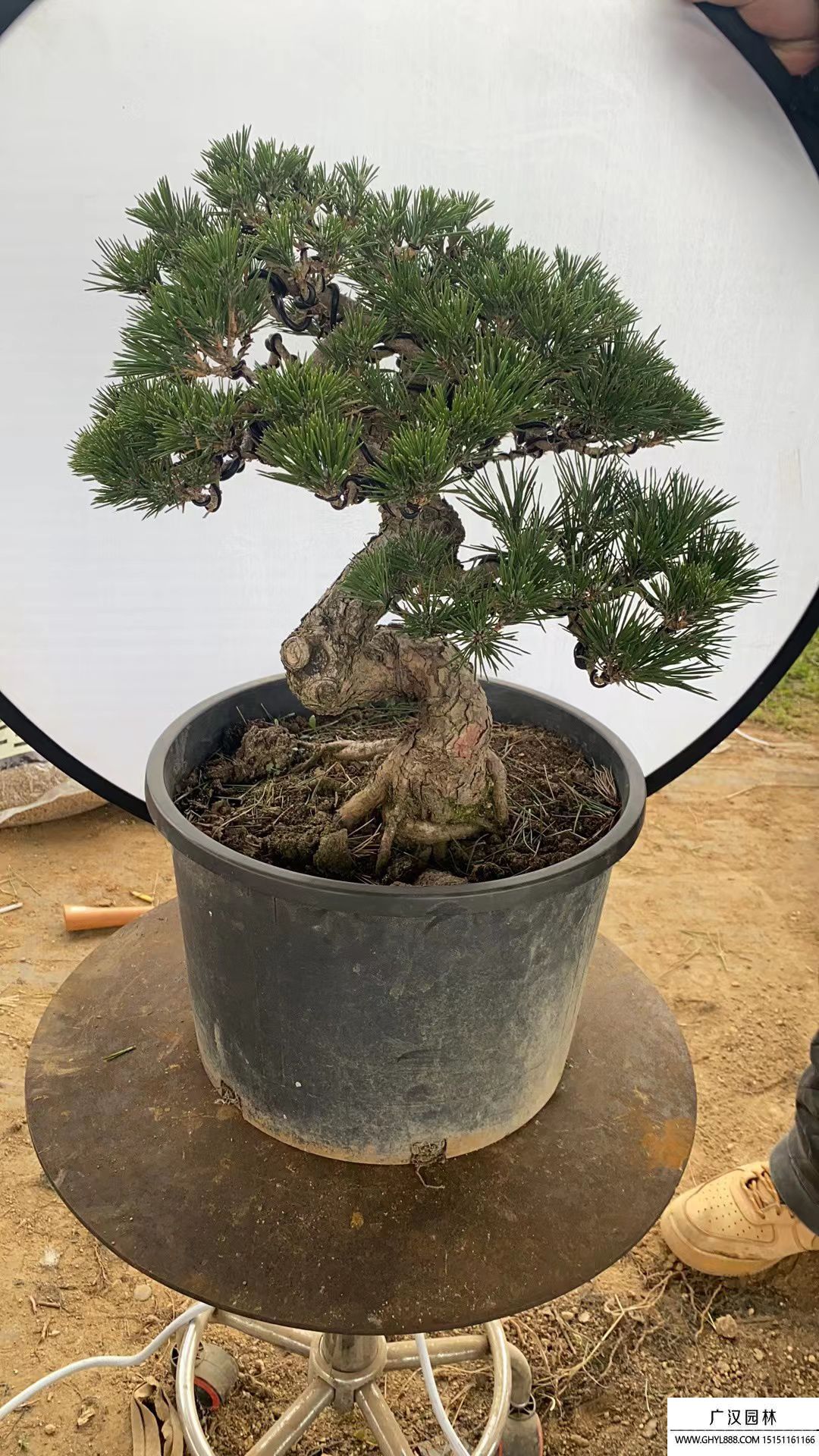 黑松童子功盆景 黑松童子功盆景