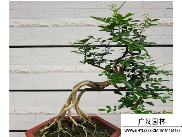 九里香盆景 九里香盆景