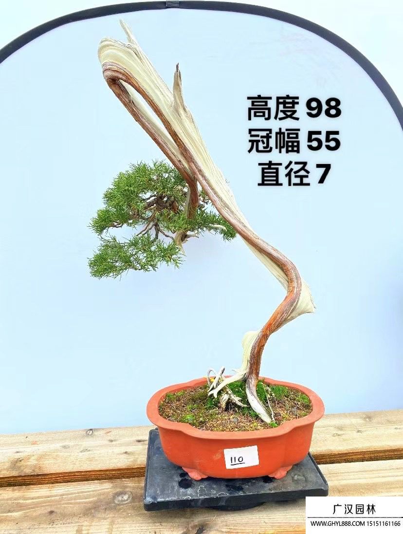 系魚川真柏盆景