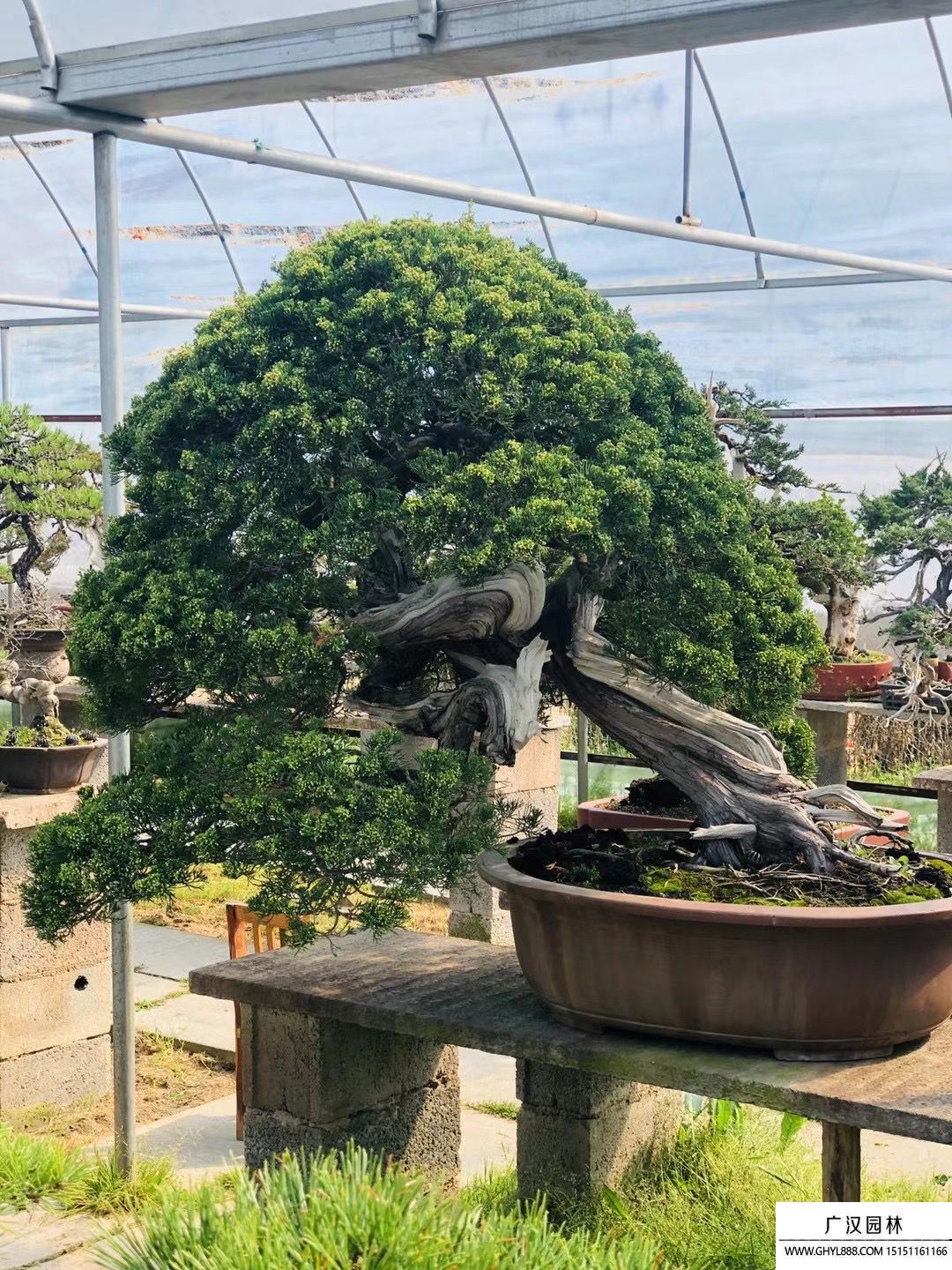 系魚川真柏盆景