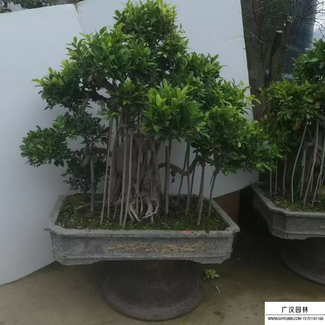 榕樹(shù)盆景