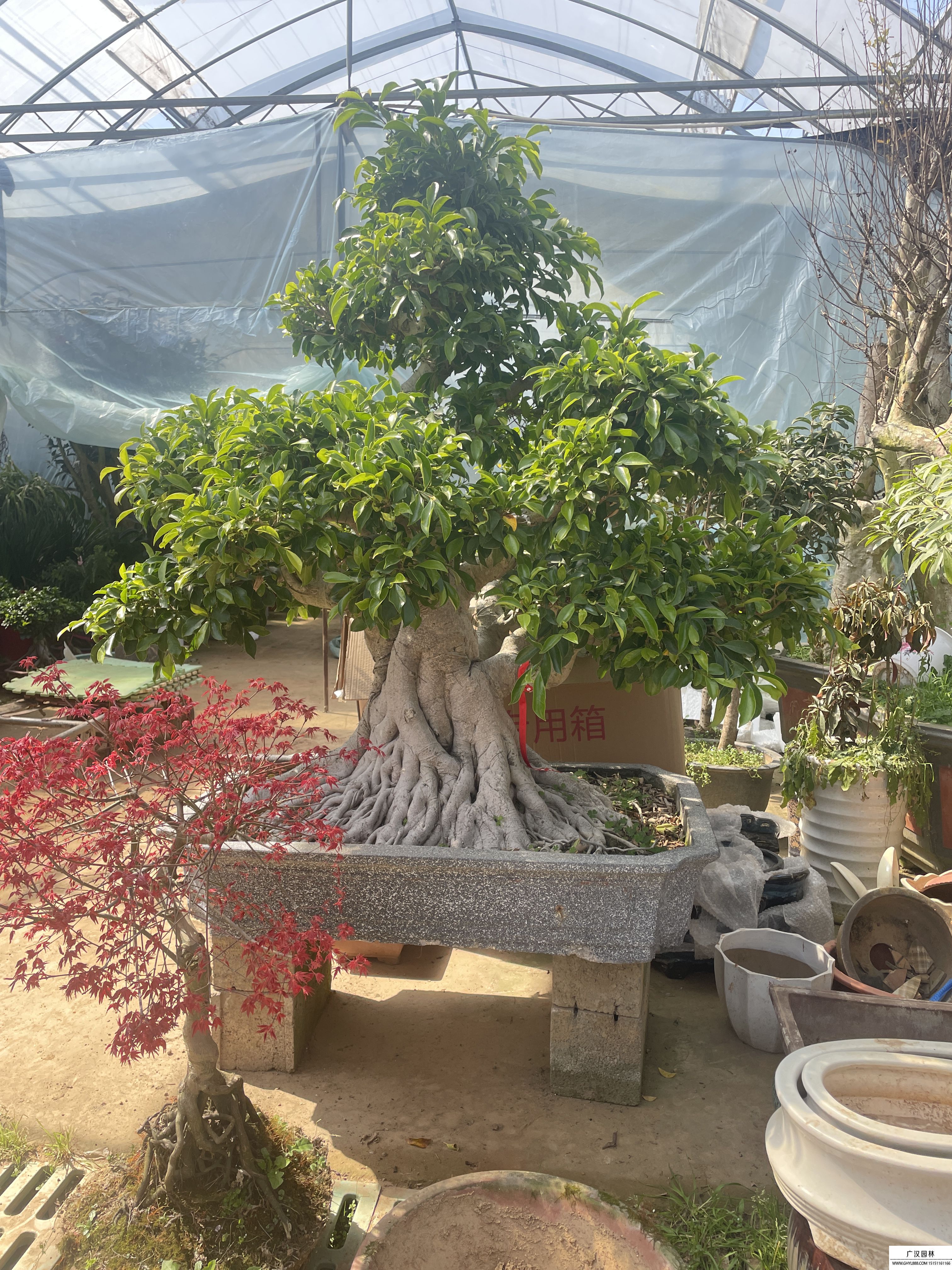 榕樹盆景