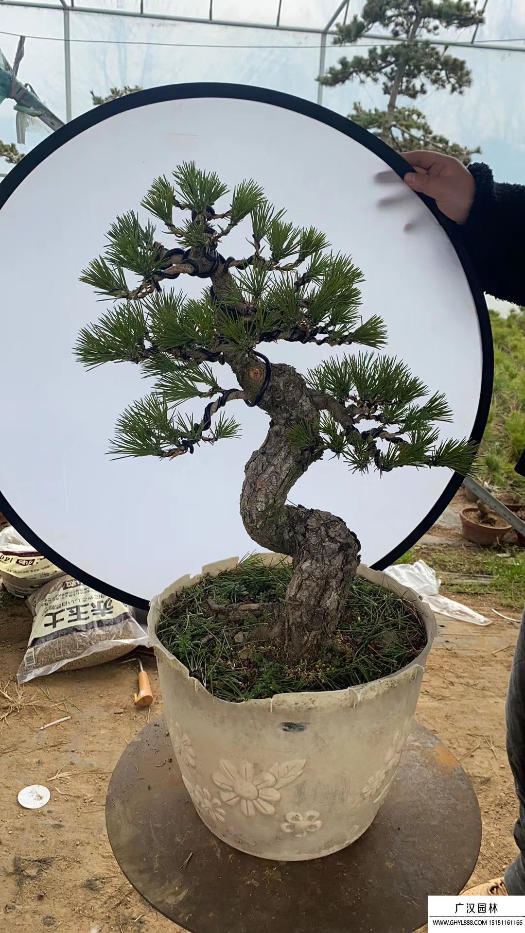 童子功黑松盆景 童子功黑松盆景