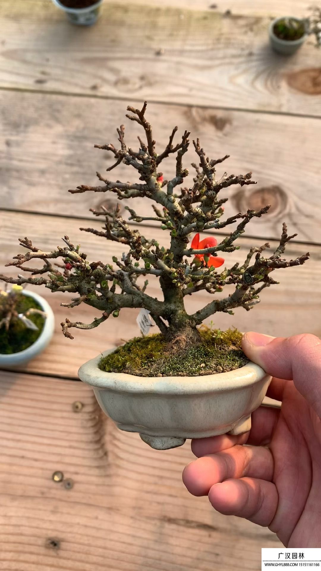 小品長(zhǎng)壽梅盆景 小品長(zhǎng)壽梅盆景