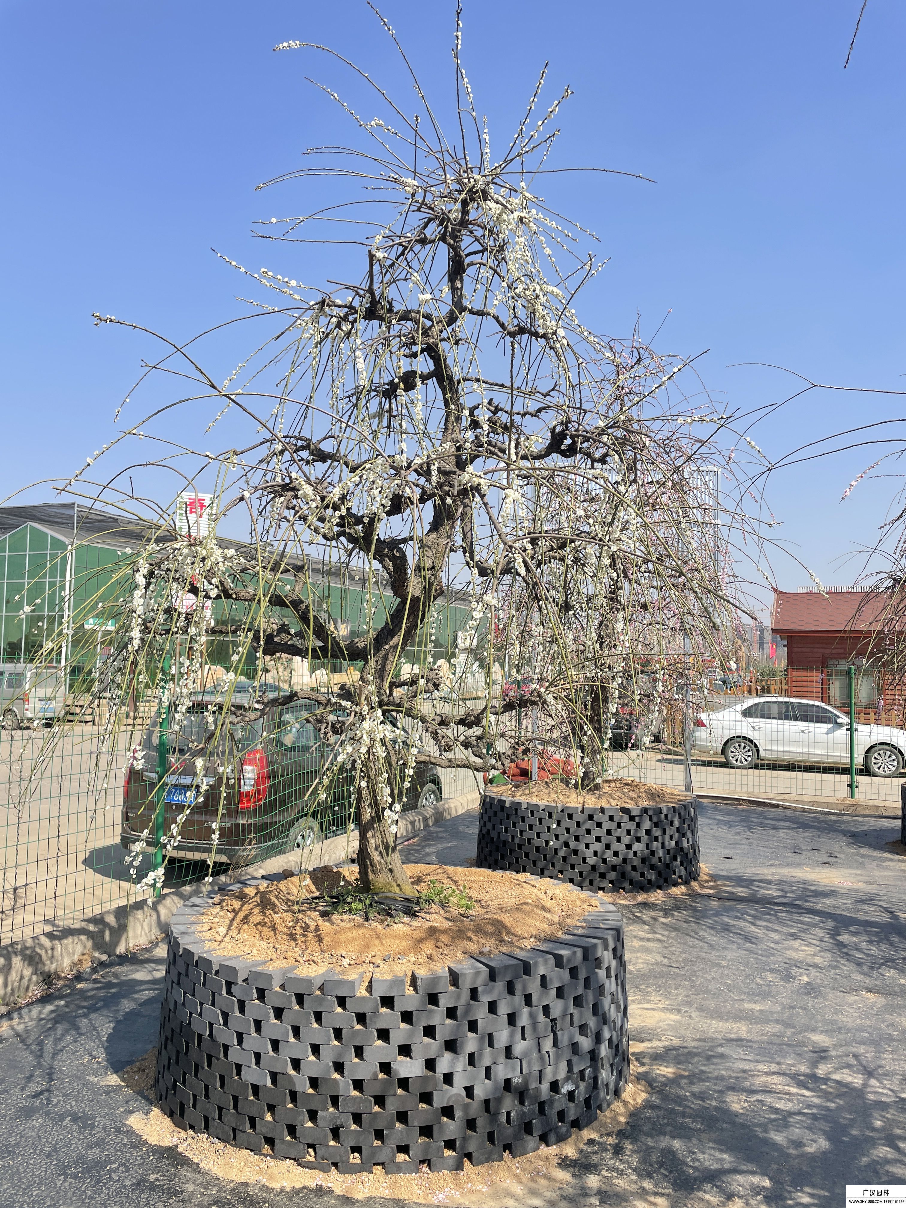 游龍梅地景盆景