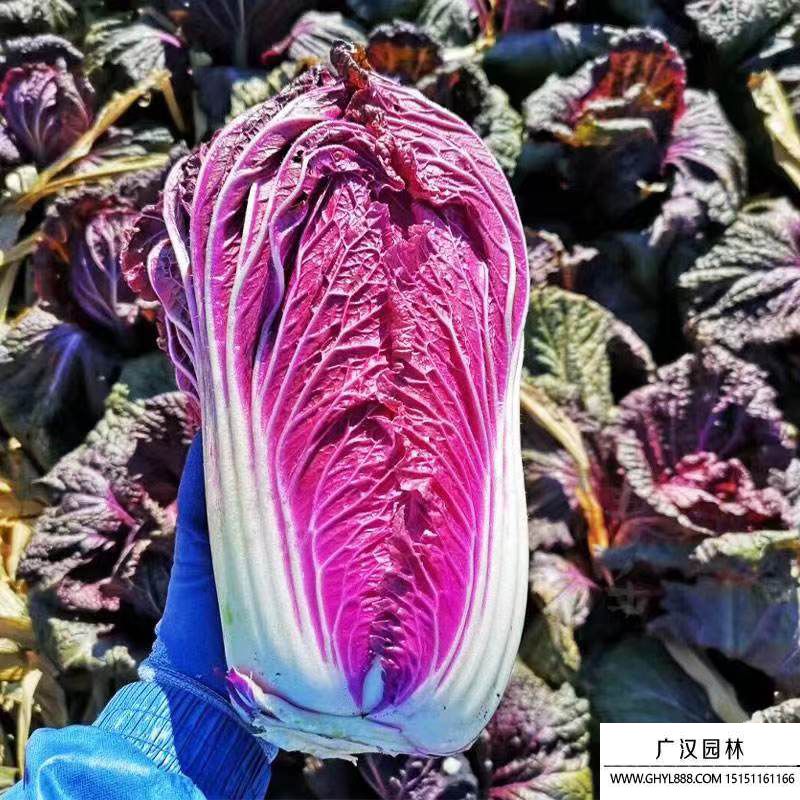 紫白菜 紫白菜