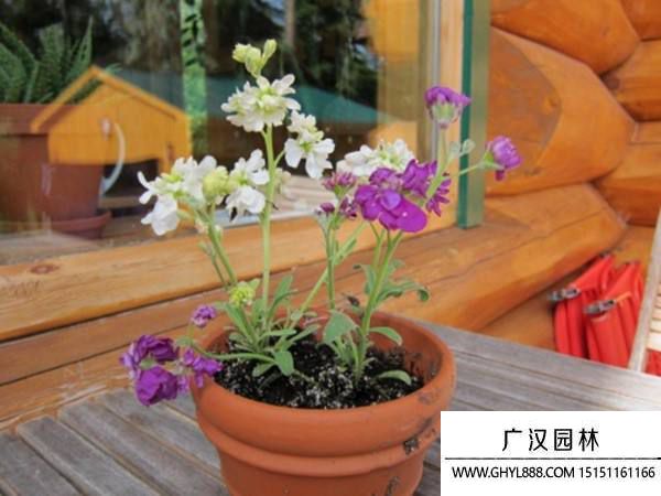 紫羅蘭盆景 紫羅蘭盆景