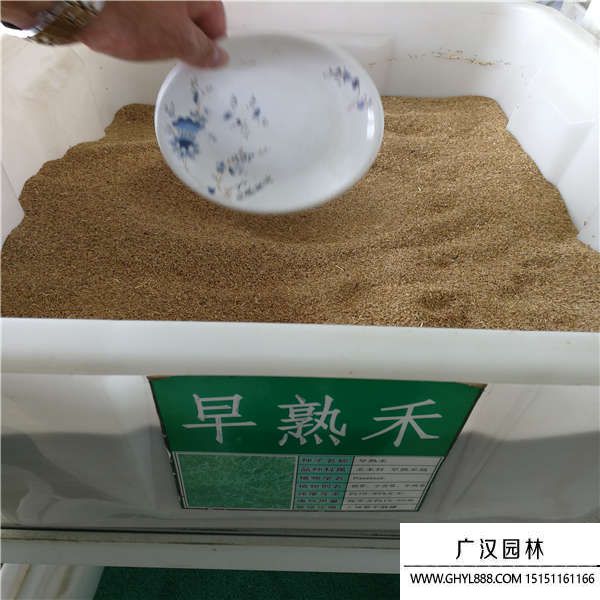 包衣早熟禾種子