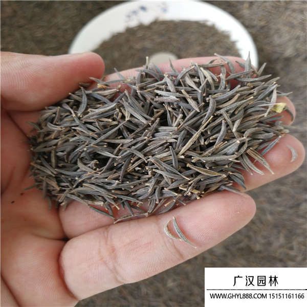 波斯菊種子 波斯菊種子