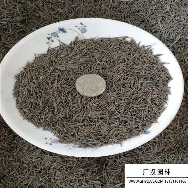 波斯菊種子 波斯菊種子