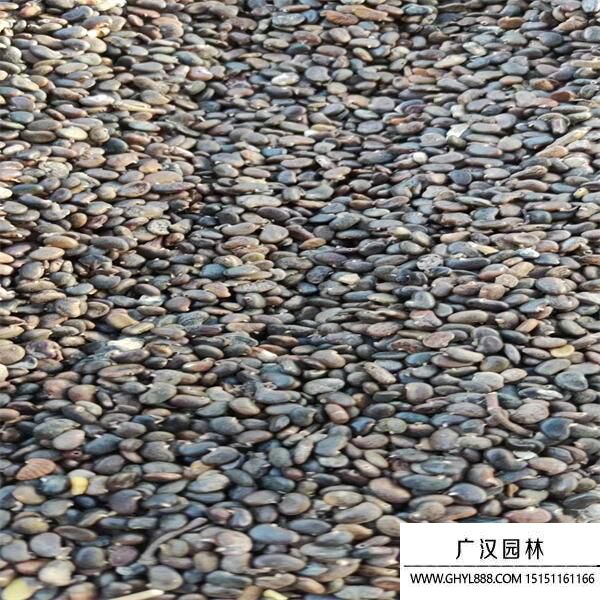 刺槐種子 刺槐種子