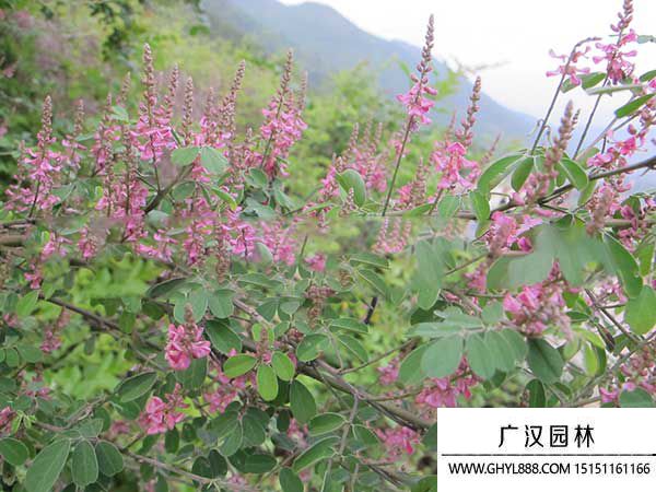 多花木蘭種子 多花木蘭種子