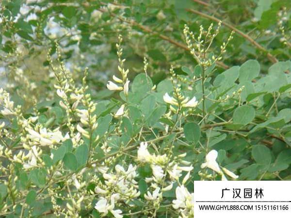 多花木蘭種子 多花木蘭種子