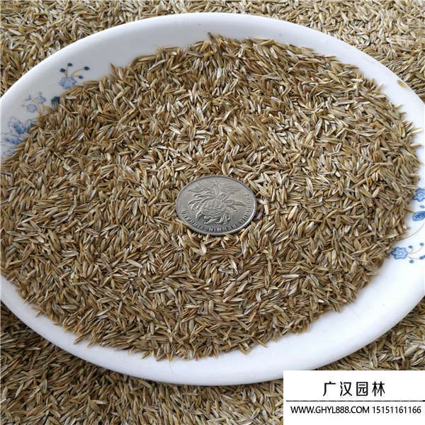 高羊茅種子 高羊茅種子