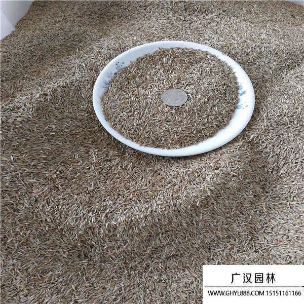 高羊茅種子 高羊茅種子