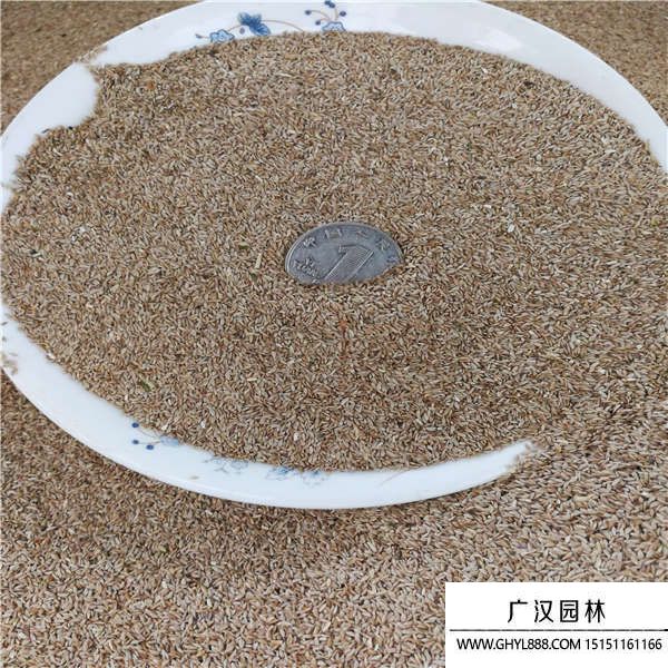 狗牙根帶殼種子 狗牙根帶殼種子