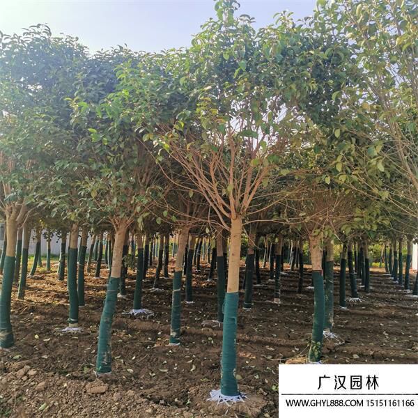 大葉女貞 大葉女貞