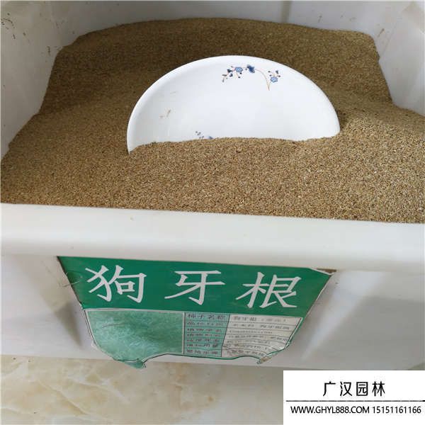 狗牙根去殼種子 狗牙根去殼種子