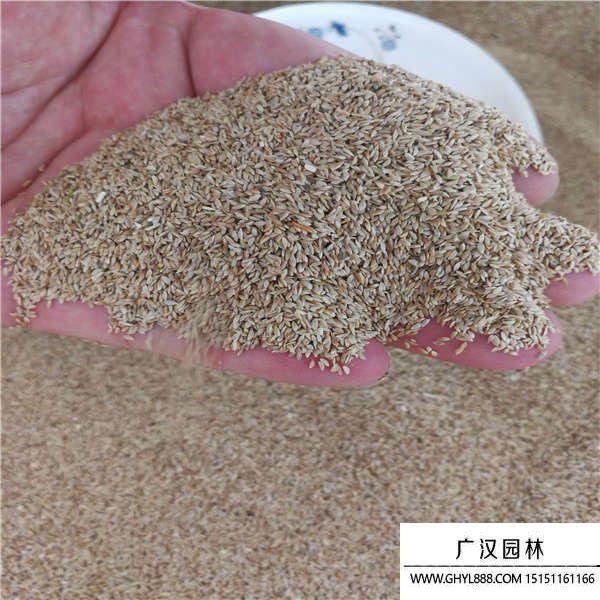 狗牙根去殼種子 狗牙根去殼種子