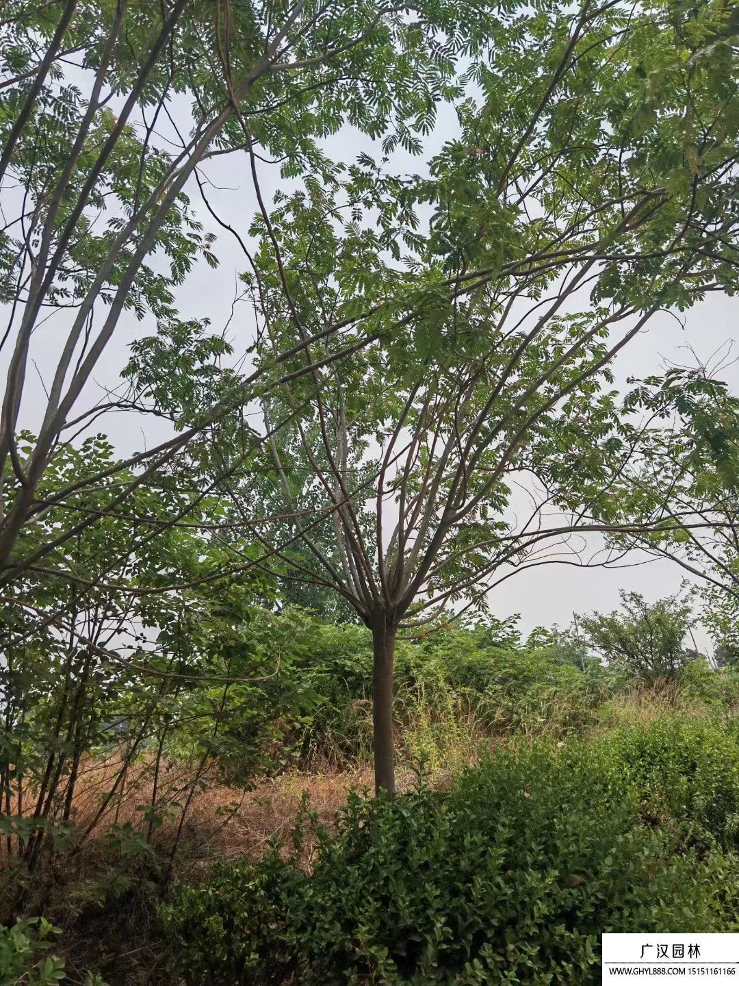 合歡樹(shù) 合歡樹(shù)