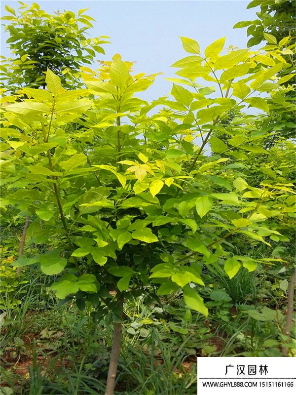 金葉白蠟 金葉白蠟