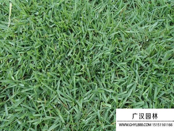 結(jié)縷草種子