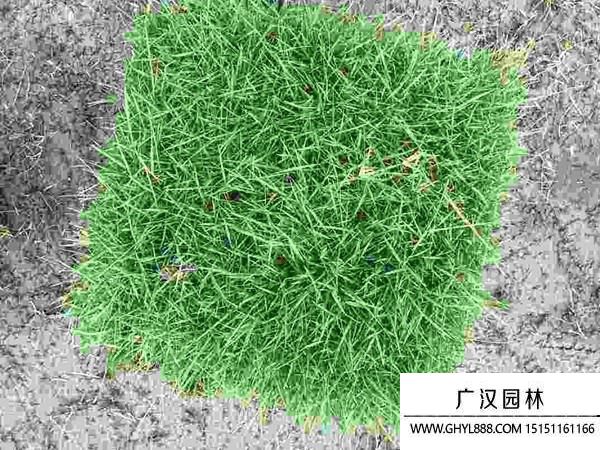 結(jié)縷草種子