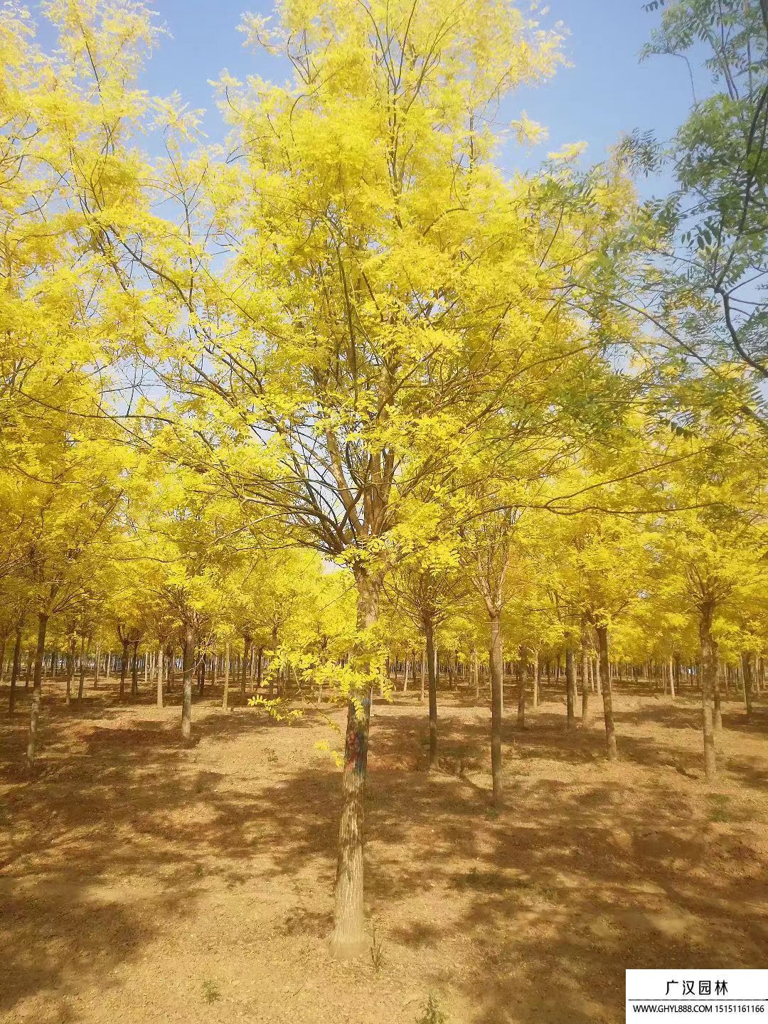 金葉國槐 金葉國槐