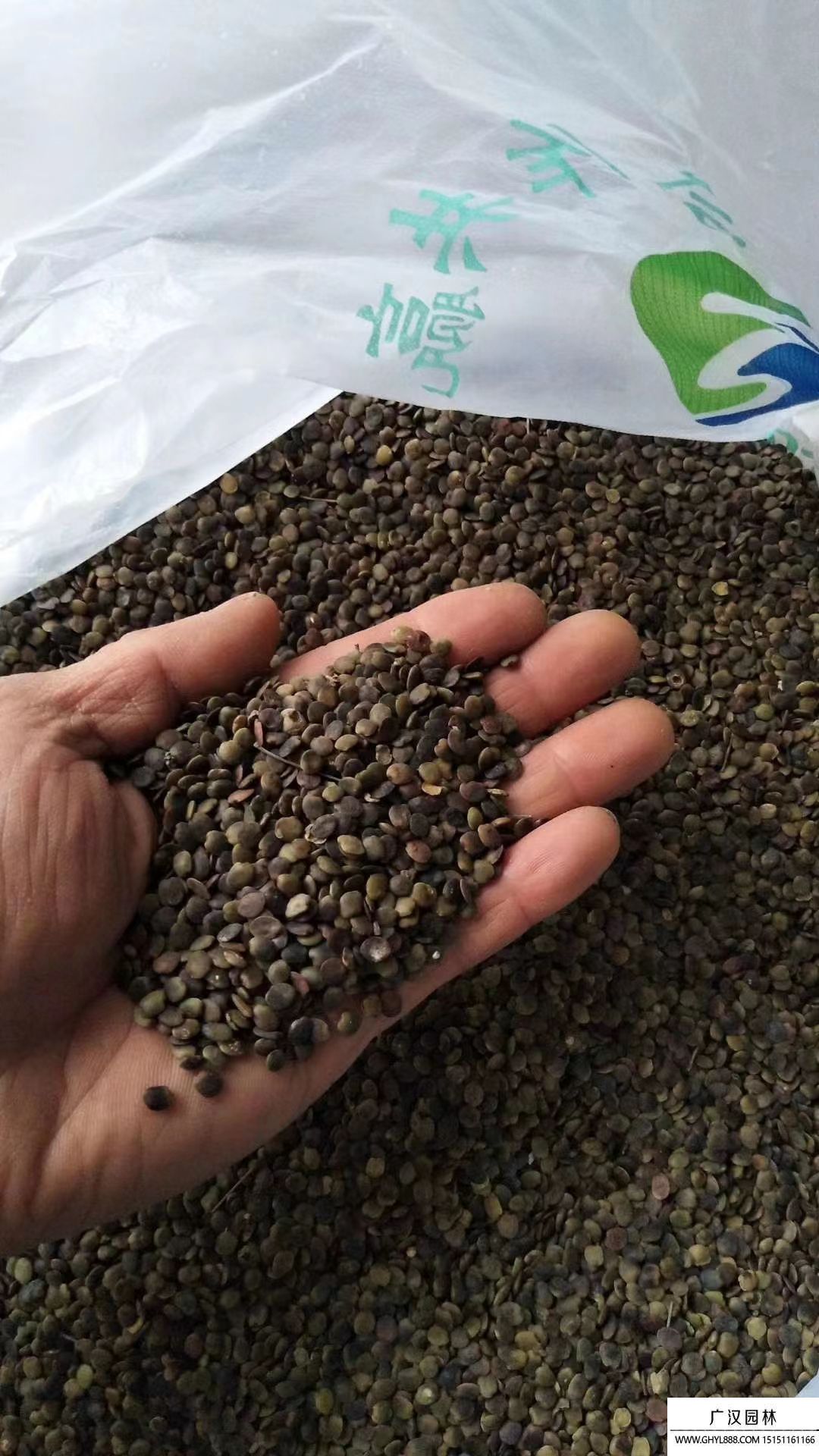 巨紫荊種子 巨紫荊種子