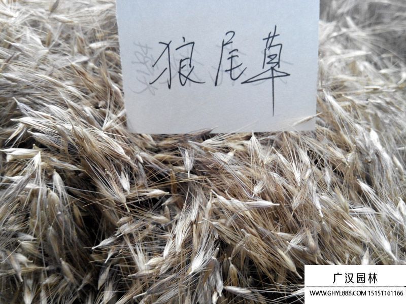 狼尾草種子